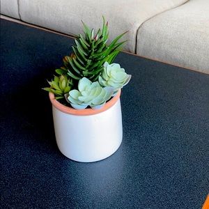 Decorative Succulent Plant